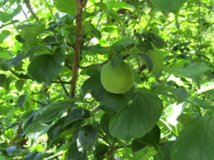 日に日に移り変わる自然の営み