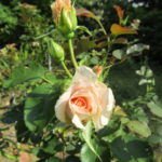 花を抱いてほっこり幸せ