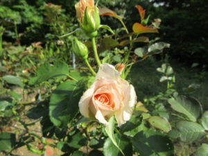 花を抱いてほっこり幸せ